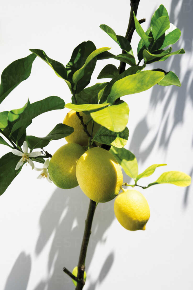 just a  yellow lemon tree